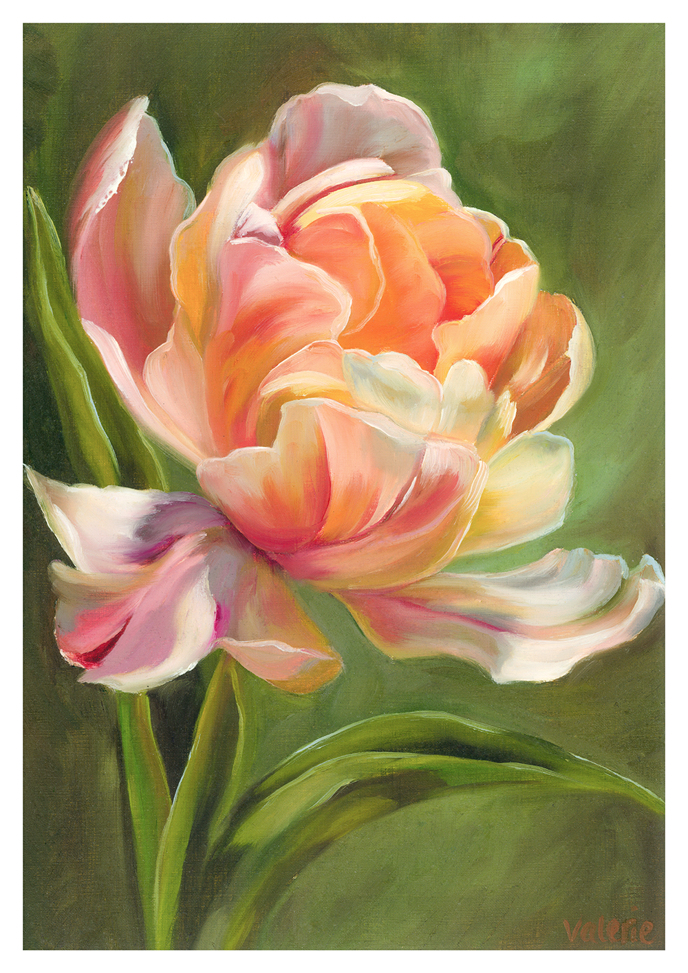 A Classic Tulip – Fine Art Print