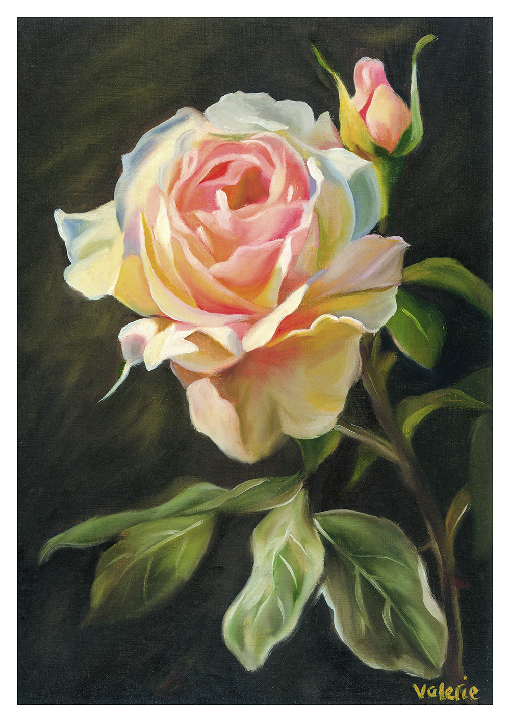 Garden Rose – Fine Art Print