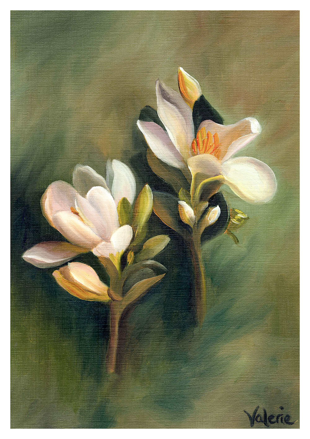 White Freesias – Fine Art Print